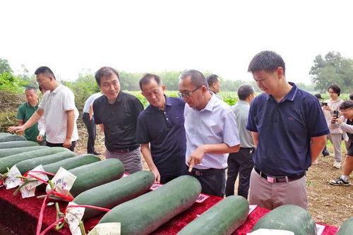 23個(gè)新品種冬瓜亮相 儋州這場觀摩會(huì)舉行