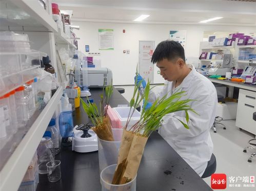 自貿(mào)港觀察 焦點(diǎn)丨海南 讓種業(yè)科研成果加速 跑 進(jìn)市場