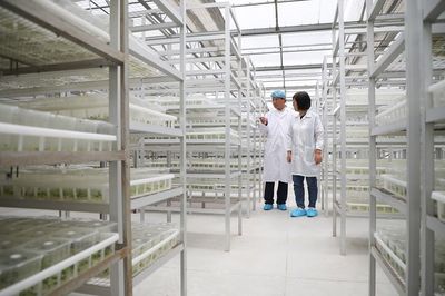半月談 | 小土豆,大突破 馬鈴薯種業(yè)高質(zhì)量發(fā)展觀察