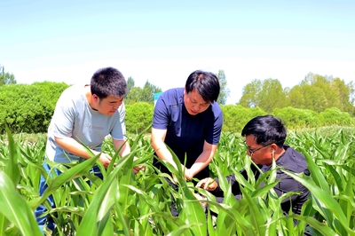 臨澤縣人民政府-臨澤:鹽堿灘變身“希望田” 綜合治理激活土地新生